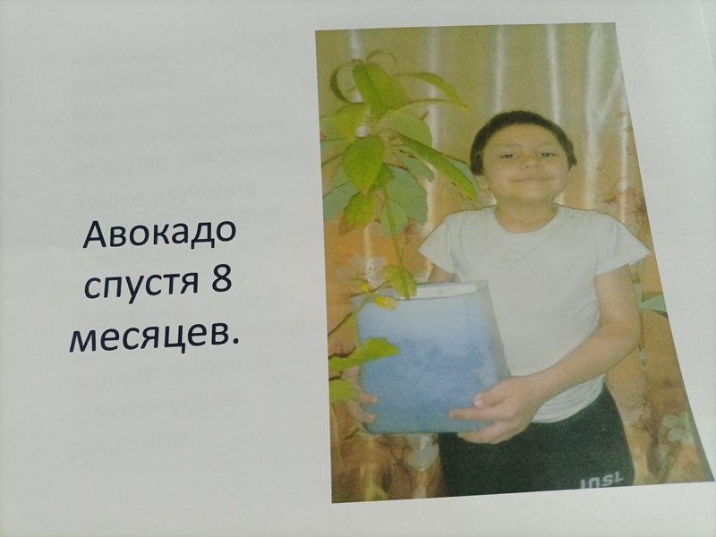 Исследовательская работа &amp;quot; Выращивание авокадо из семян в комнатных условиях&amp;quot;.